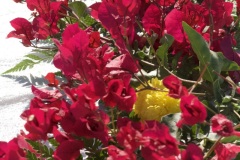 Mahalo to Papa ʻIeʻie for the beautiful table decor!