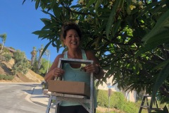 Harvesting fresh plumeria for our Papa Mokihana